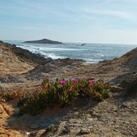 Foto einer K&uuml;stenlandschaft mit Pflanzen m Vordergrund und dem Meer im Hintergrund