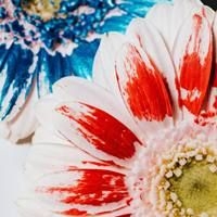 Ausschnitt von zwei G&auml;nsebl&uuml;mchen mit wei&szlig;en Bl&uuml;tenbl&auml;ttern und roten beziehungsweise blauen Farbflecken